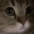 Meow