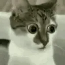 CatHuh2 CatHuh2