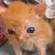laggKit