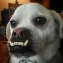 dogteeth