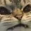 catgrr
