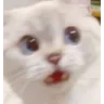 catwaitwhat