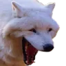 doghahaha Discord Emoji