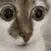 cattoSHOOK