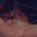 2_catwtf Discord Emoji