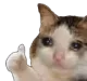 catPain