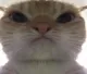 catVeryAngry