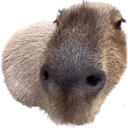 Noseybara