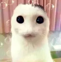 WOO