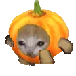 PumpkinKitty