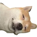 dogphe