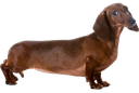 wienerdog Discord emoji