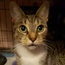 Catl catL Discord Emoji