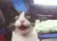 epiccat