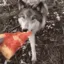 PizzaWolf