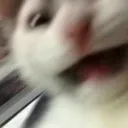 Catscreaming catScreaming Discord Emoji