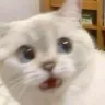 catwhaaaa