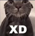 Catxd Discord Emoji