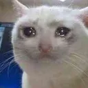 Gato Sad GatoSad Discord Emoji