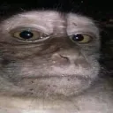 bruh