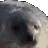 sealBLUBLBLUBBLUB