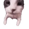CatKiss