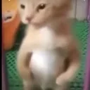 flex