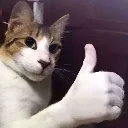 catok_FSI