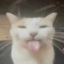 e_BLEHHH e_BLEHHH