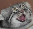 meowoo