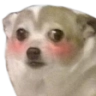 dog_cute Discord emoji