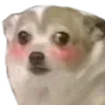dog_cute