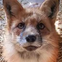 foxstare