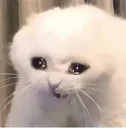 cry