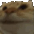 ziggylataShakeSmile