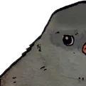 birb1