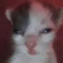 palhoyokitty
