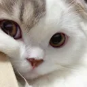 i_gatinTKF