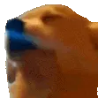 dog_jam