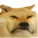 dogfrown
