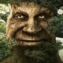 wise_tree