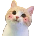 Cat Blush CatBlush Discord Emoji