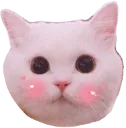 Cat Blush2 catblush2 Discord Emoji