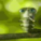 balls Discord emoji