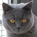 cattostare cattostare