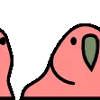 parrotrainbow