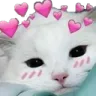 CattieBlushie