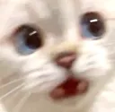 araWhaa araWhaa