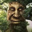 wisetree