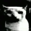 catdoom catdoom